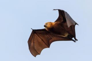 Bats of Massachusetts
