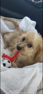 Dog Licensing