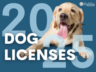 dog-licenses-2025