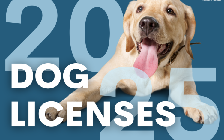 dog-licenses-2025
